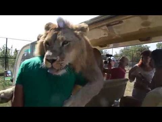 СМОТРИМ ! Горячая встреча от Фили ! Ну  ОЧЕНЬ  “НАГЛЫЙ “  ЛЕВ !!!VERY well, “ARROGANT“ LEO !!!