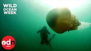 Гигантская медуза в водах Великобритании