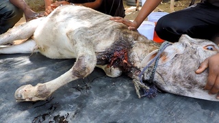 Телёнок, задыхающийся от накинутой на шею верёвки / Calf slowly choking from embedded rope rescued