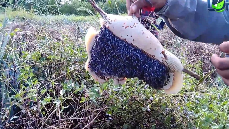 Ultimate Harvesting Honey Bees by Cigarette smoking at Pineapple, Life of Natural