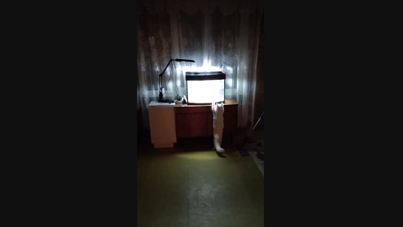 Джина ловит