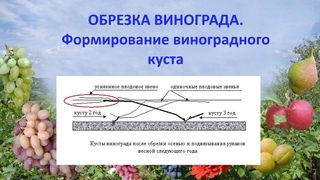 Обрезка винограда, формировка виноградного куста.