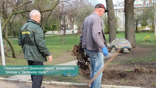 Працівники КП Дирекція парків висаджують троянди у Дитячому парку