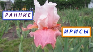 Ранние ирисы бородатые высокие. Прогулка по моим грядкам с ирисами