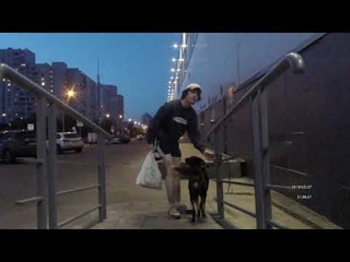 собачка на пандусе