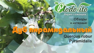 Дуб пирамидальный I Quercus robur Pyramidalis