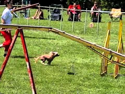Lenka Hajduková Magic Touch AGILITY3 S (czech qualification for EO