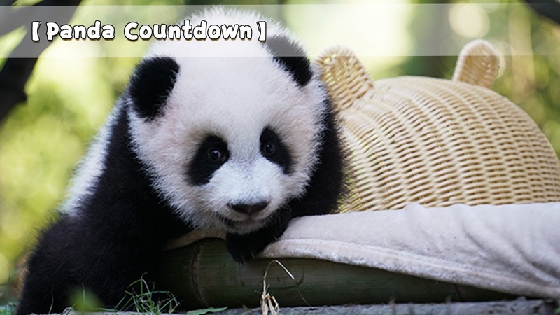 Panda Countdown Baby Panda Escaping Kindergarten , Mom s Belly Is The Best cradle , i