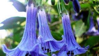 Brugmansia   Бругмансия