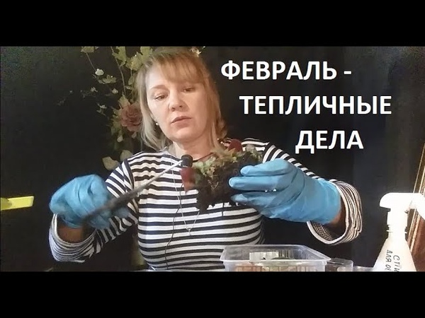 Февраль тепличные