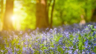 Relaxing Piano Music -  Beautiful Relaxing Music, Sleep Music & Study Music
