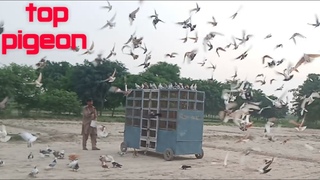 top pigeon competition village kabuter bazi punjab ke super racer kaboter shiraji fighter pigeon