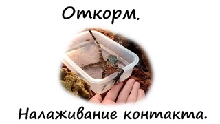 Варан боится меньше. Varanus Salvator откорм и приручение. Варан постепенно социализируется.