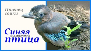 Машина времени - Синяя птица. В главной роли - птенец сойки.