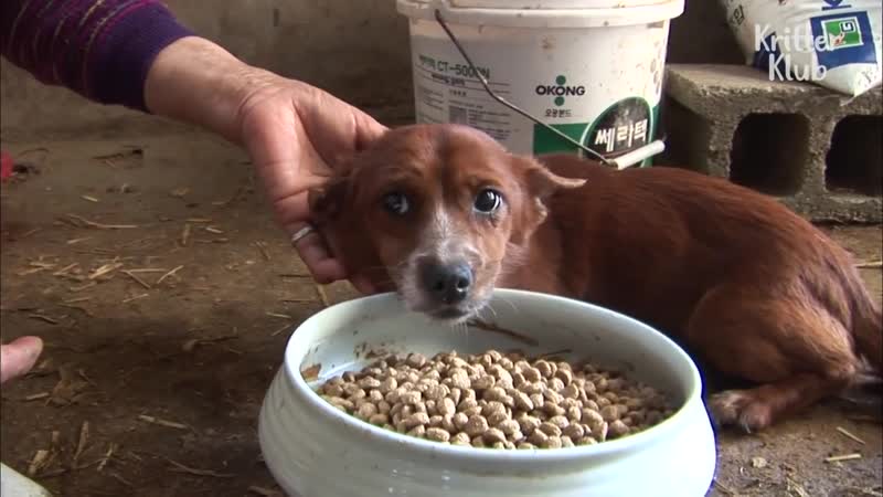 Cow Gets Separated From The Dog That She Raised. ( Part 2) Kritter