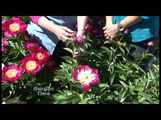 Adelman Peonies