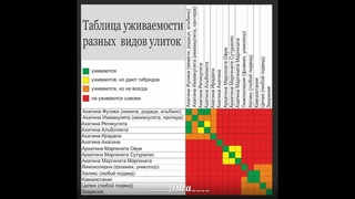 КАКИЕ ВИДЫ УЛИТОК АХАТИН МОЖНО СОДЕРЖАТЬ ВМЕСТЕ #МАРИМИСТИКПИТОМНИК#КУПЛЮУЛИТОКАХАТИНПРОДАЮАРХАХАТИН
