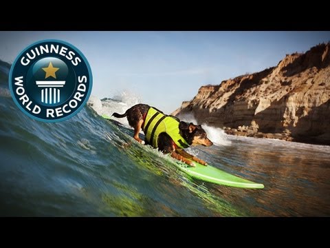 Longest Wave Surfed By A Dog Meet The Record Breakers Guinness World