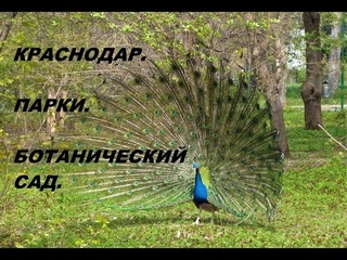 БОТАНИЧЕСКИЙ САД/ КРАСНОДАР/ ПРОГУЛКА/ ПАРКИ КРАСНОДАРА