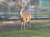№9 Максим Равнодушный : профиль, фото, статус - ВКонтакте №9 Максим Равнодушный : профиль, фото, статус - ВКонтакте