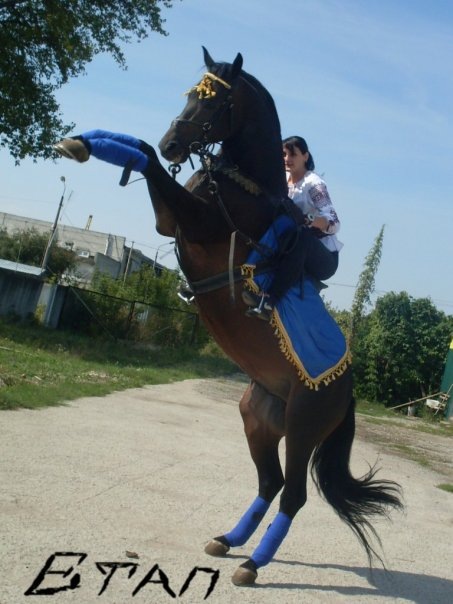 №95, Ульяна Реснянська, Луцк №95, Ульяна Реснянська, Луцк