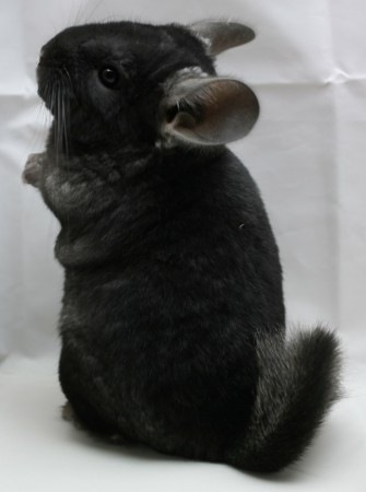 №174, Алёна Стремовская, 30 лет, Москва №174, Алёна Стремовская, 30 лет, Москва