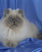 №10, Ігор Левицький, Одесса №10, Ігор Левицький, Одесса