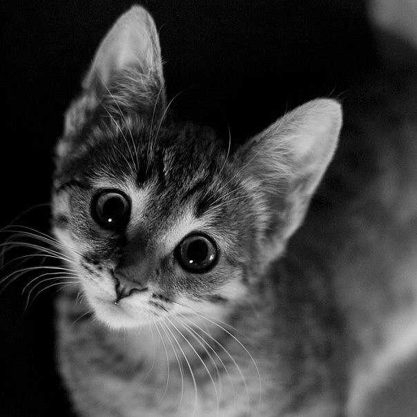 Виталий Борта | Балта