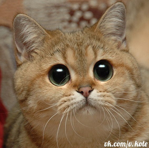 Кирилл Рухов | 