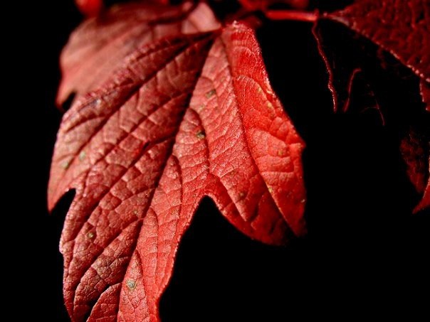 Светлана Бабак | Киев