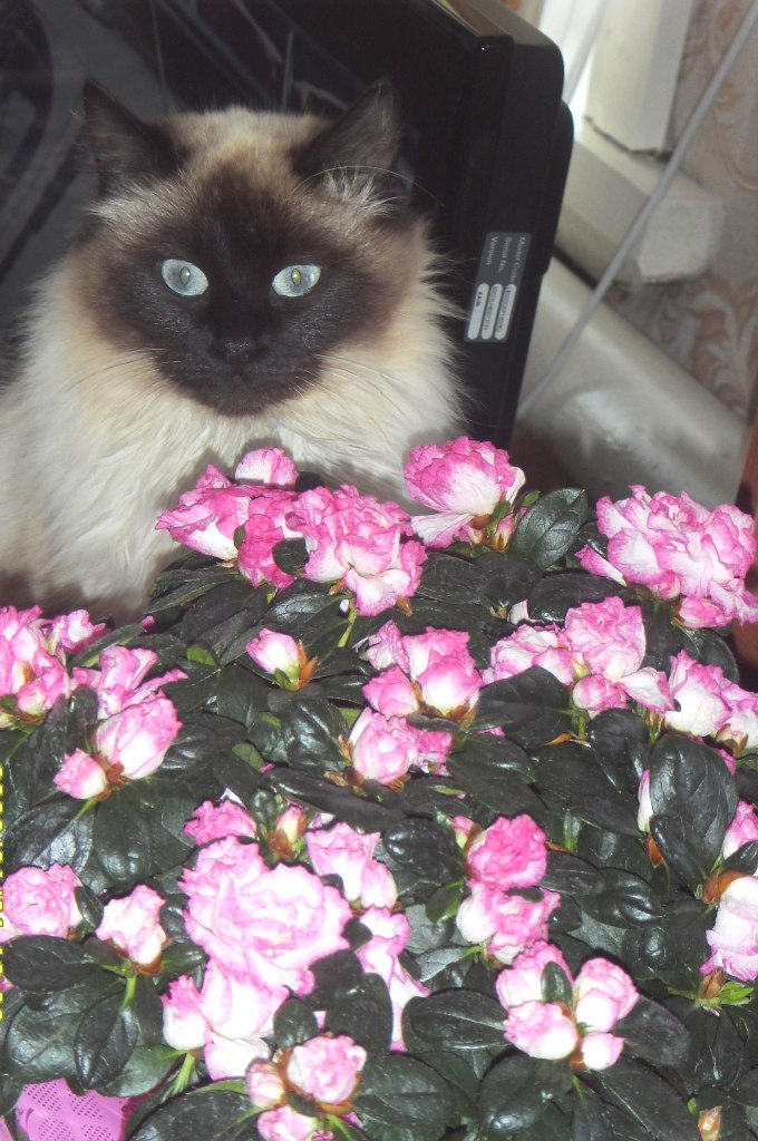 Света Латышова | Москва