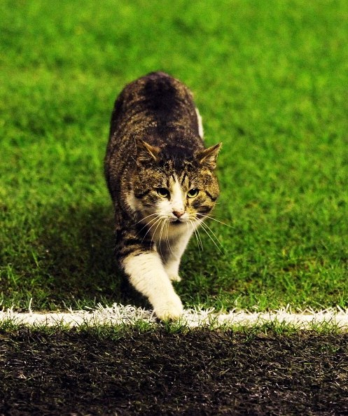 Владимир Петушков | Санкт-Петербург