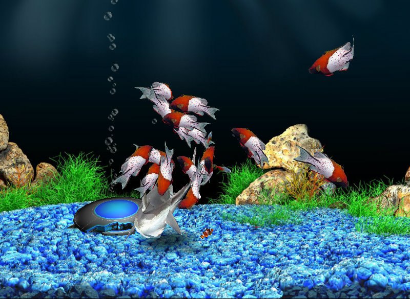 Ройал Гулиев | Санкт-Петербург