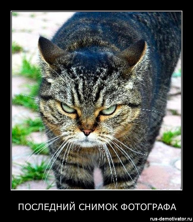 Игорь Долгих El hurón | Белгород