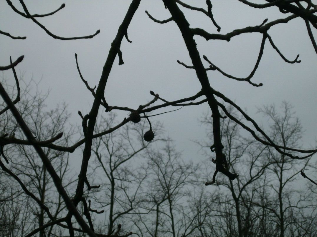 Михаил Сикорский | 