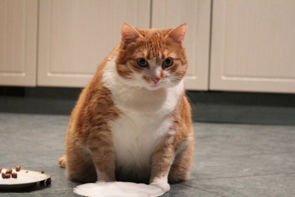 Дарья Афанасьева | Петрозаводск