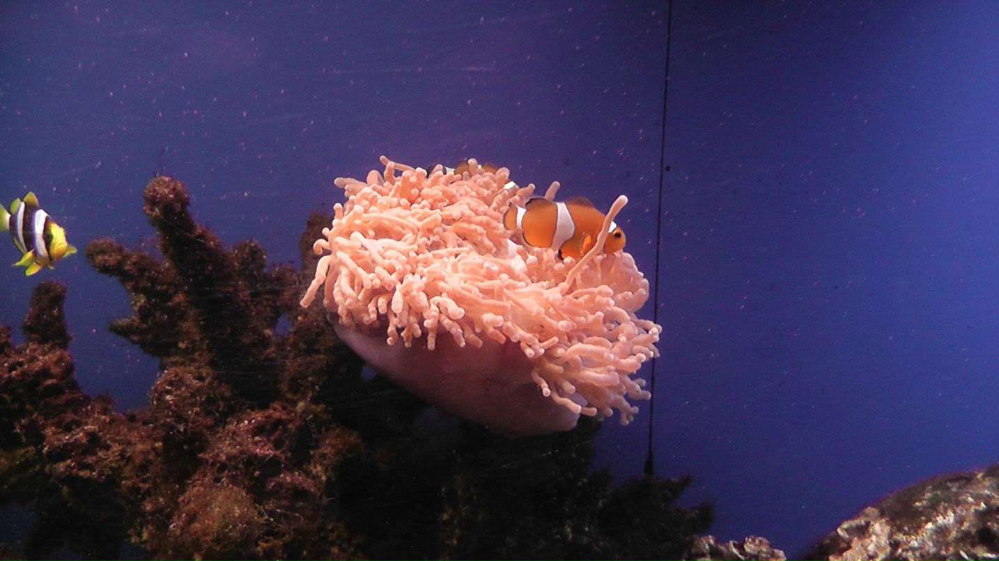 Сергей Лях *PECHENьKA* | Красноярск