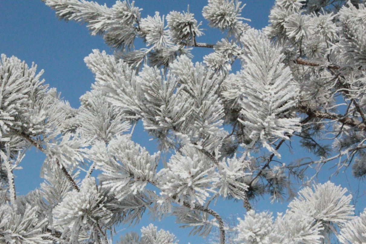 Елена Лели | Братск