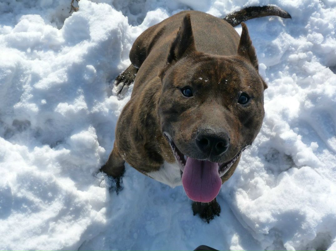 Pashok Glazunov | Алматы