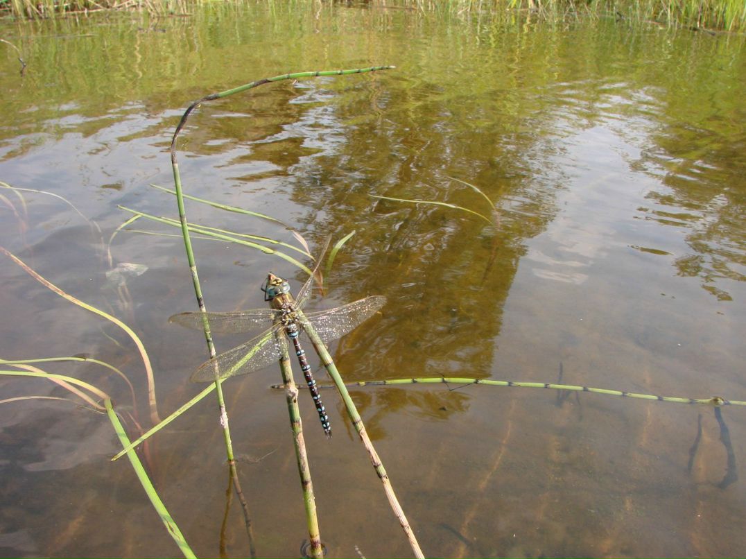 Евгений Осипов | Петрозаводск