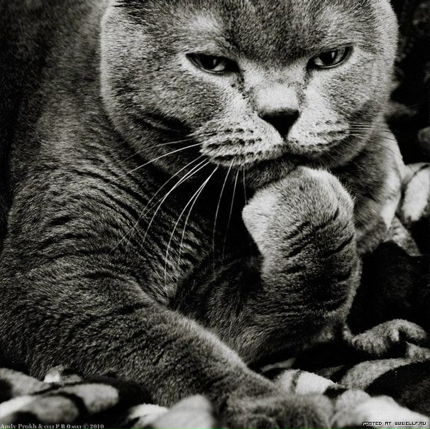 №80, Олечка Солнышко, Нижний Новгород №80, Олечка Солнышко, Нижний Новгород