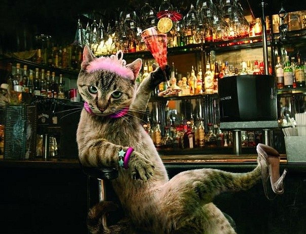 Кот Пёс и | Москва