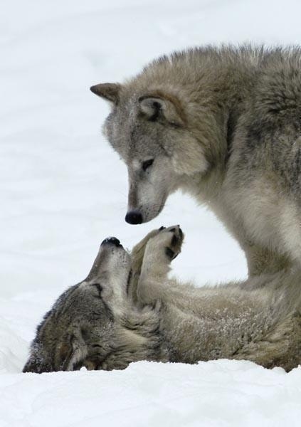 №47, Анна Малервейн, 35 лет, Донецк №47, Анна Малервейн, 35 лет, Донецк