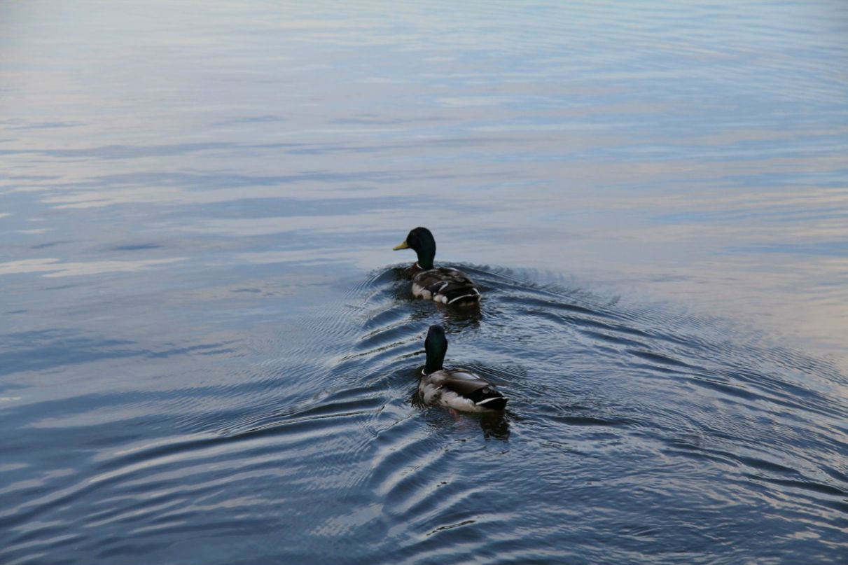 Мария Бурцева-Новикова | Москва