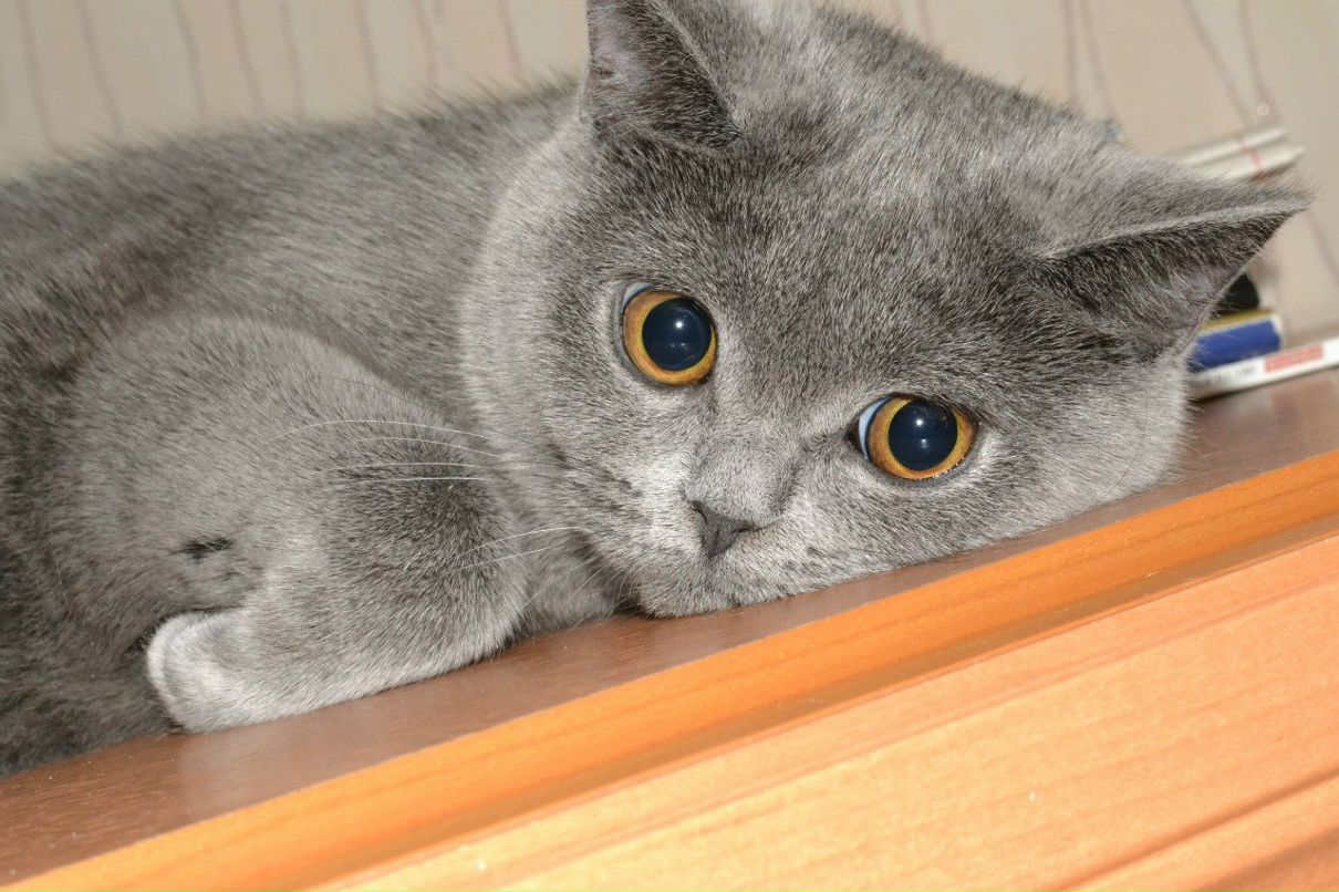 Лена Белькина | Минск