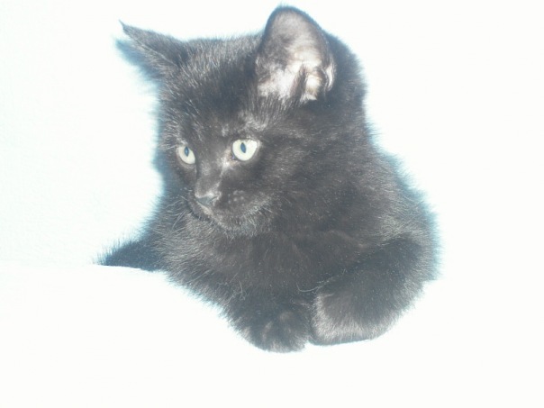 №99, Венера Лир, Уфа, Россия №99, Венера Лир, Уфа, Россия