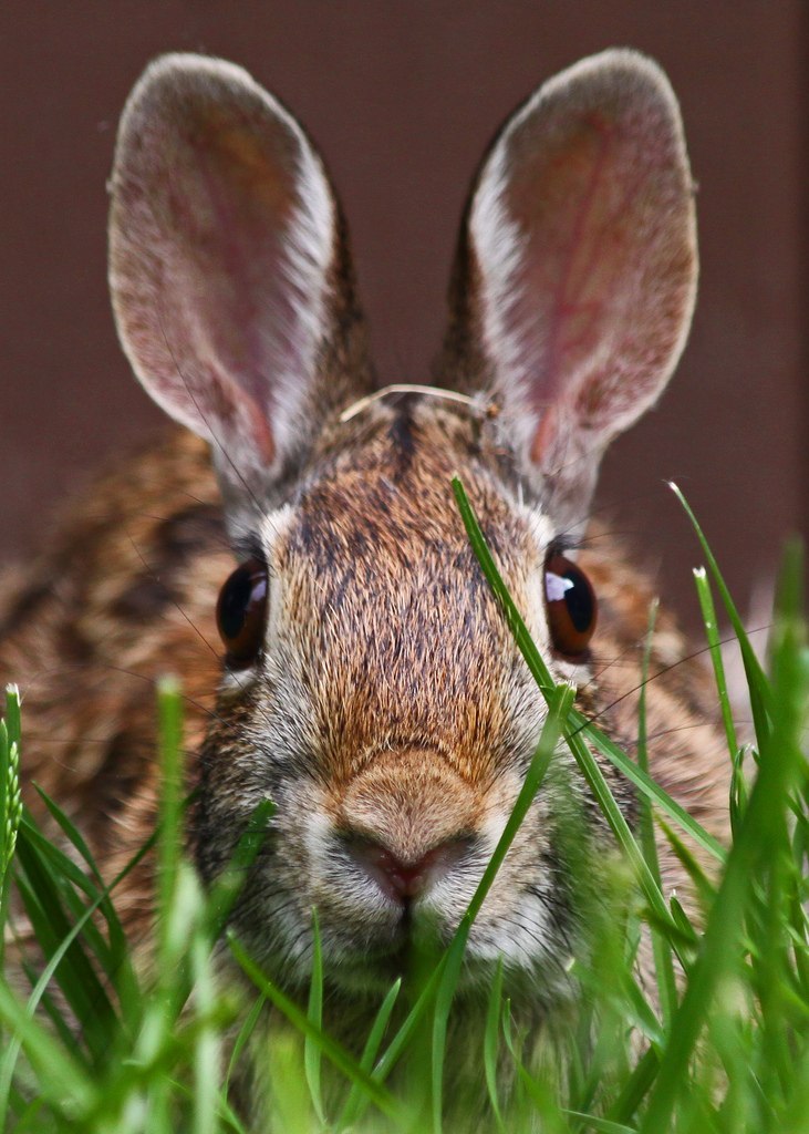 Просто Ангелочек | Санкт-Петербург