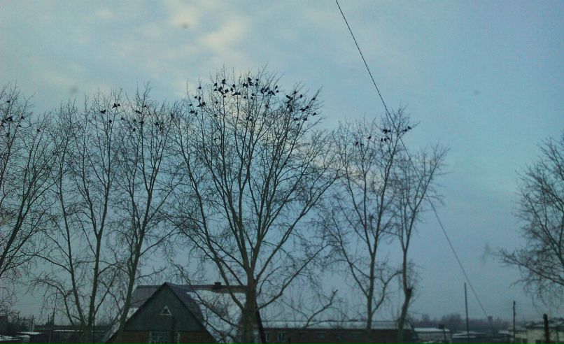 Alterna Guevara | Ирбит