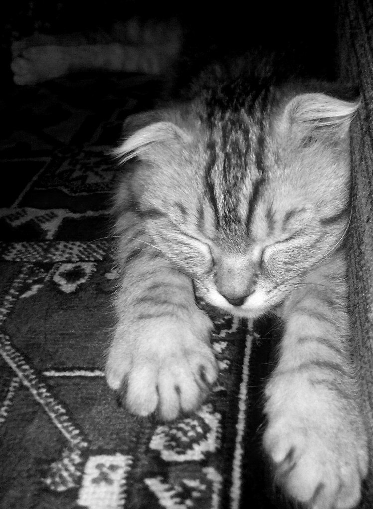 Анютка Джикия | Киев