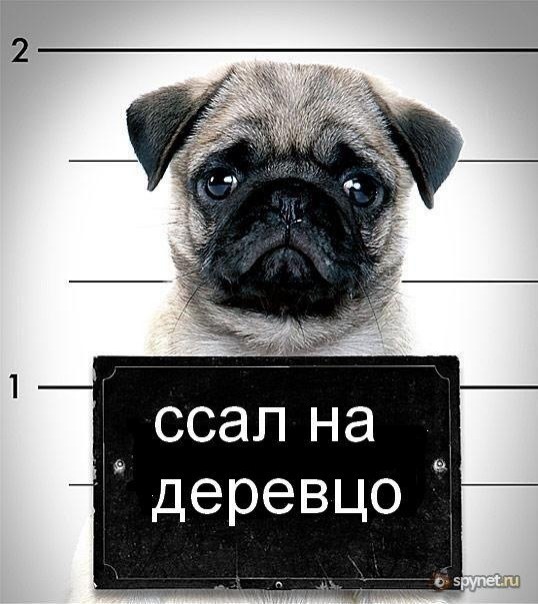 №149, Алиса Петрова №149, Алиса Петрова